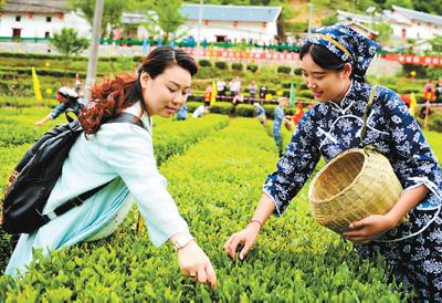 此次茶艺节现场签订茶叶销售协议210份,涉及茶叶量1.76万吨.