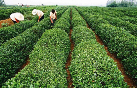 山东日照国家级特色小镇年产4600吨茶